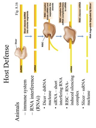 Host Defense
                                    Dicer
Animals                                                          Fig. 8.16
                          dsRNA

  – immune system                               Dicer cleaves dsRNA
                                                into shorter segments

  – RNA interference      siRNA
    (RNAi)
                                  RISC
    • Dicer – dsRNA                                            RISC complex
                                                            binds siRNA and
      nuclease                                                 separates the
                                                                     strands
    • siRNA – short
                                                          RISC complex finds
      interfering RNA                                   mRNA complementary
                                                                   to siRNA
    • RISC – RNA-
                          mRNA
      induced silencing
      complex                                             RISC cleaves mRNA
    • Slicer – ssRNA
      nuclease                              RNA fragments degraded by Slicer
 