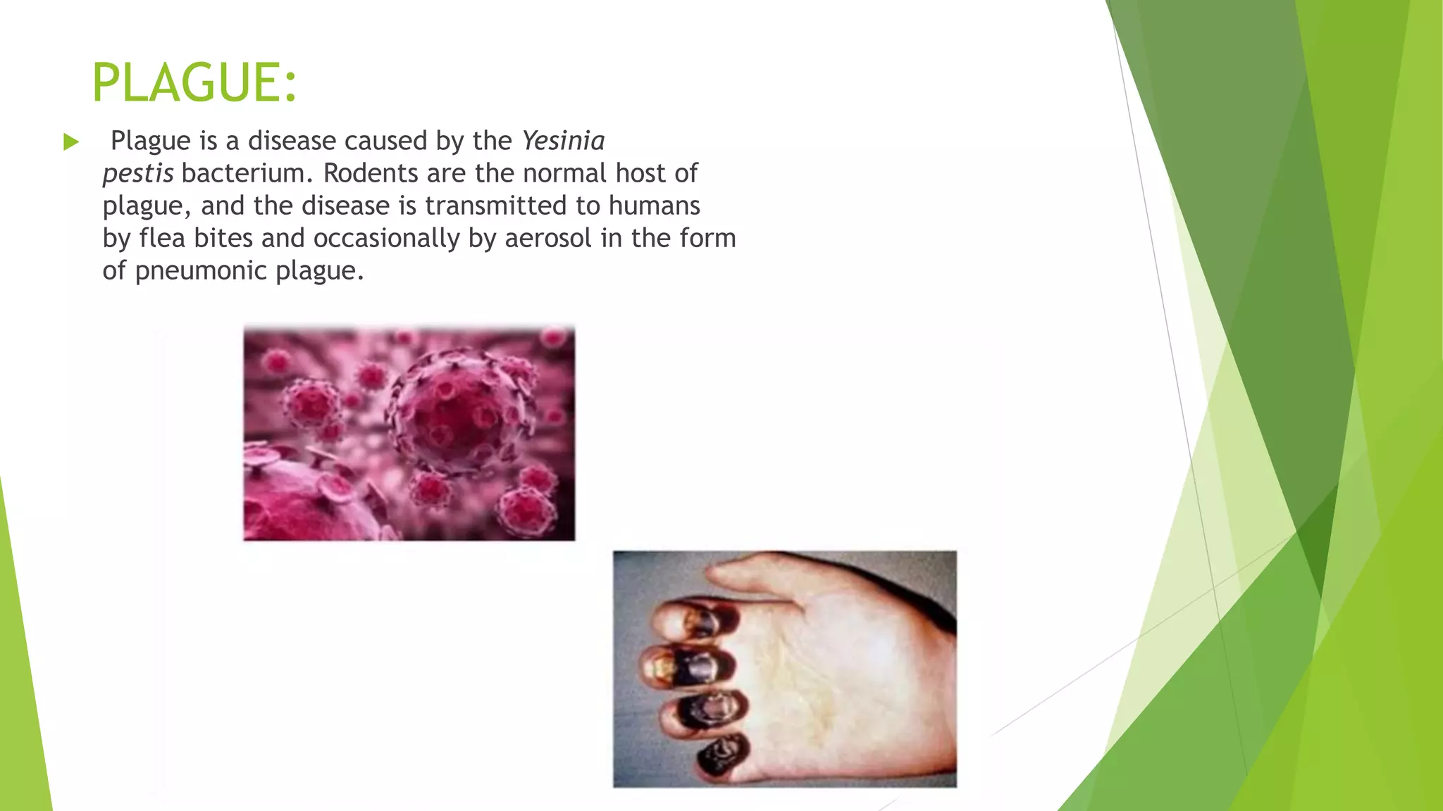 PLAGUE:
 Plague is a disease caused by the Yesinia
pestis bacterium. Rodents are the normal host of
plague, and the disease is transmitted to humans
by flea bites and occasionally by aerosol in the form
of pneumonic plague.
 