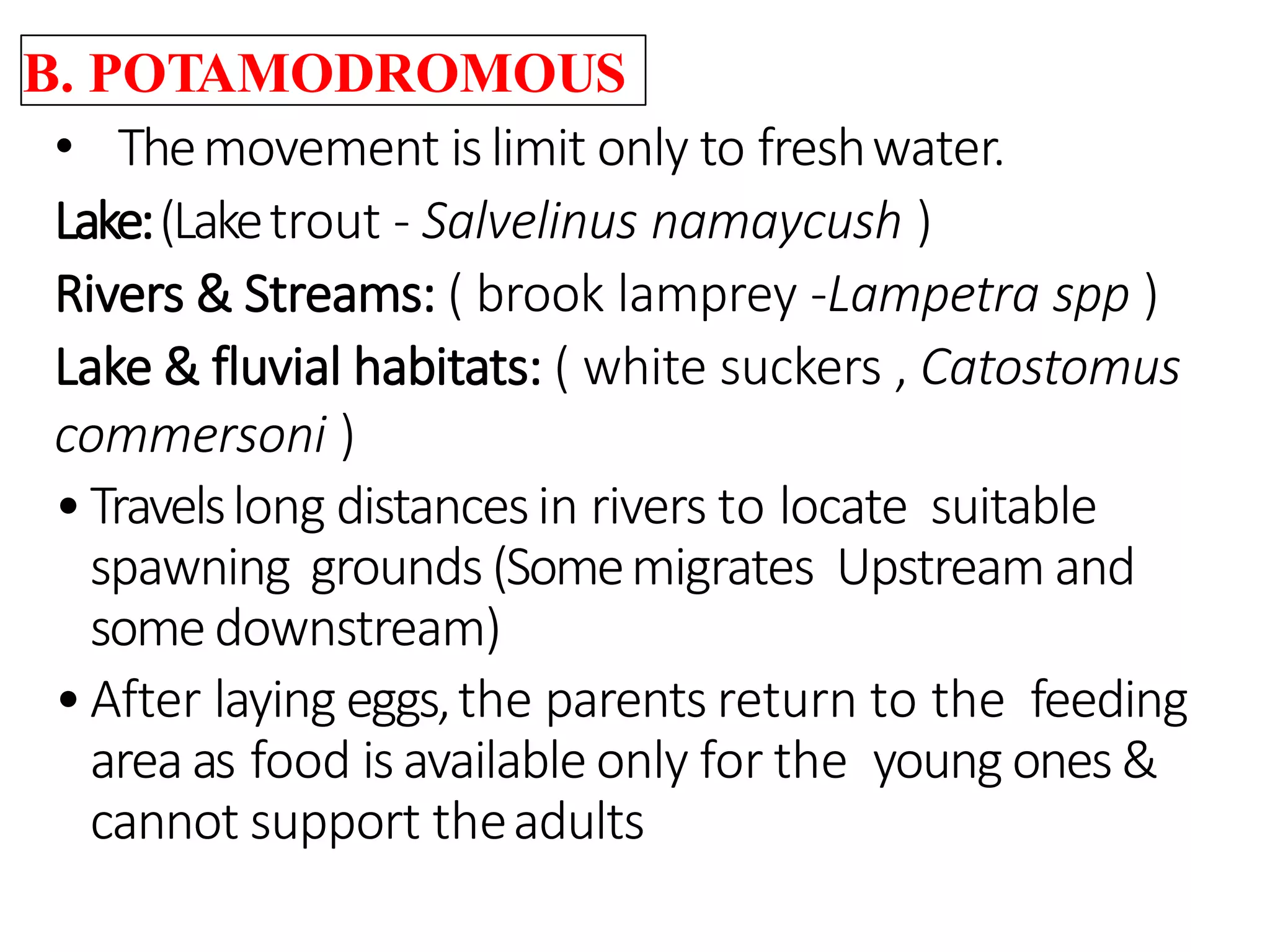 B. POTAMODROMOUS
• Themovement islimit only to freshwater.
Lake:(Laketrout - Salvelinus namaycush )
Rivers & Streams: ( brook lamprey -Lampetra spp )
Lake & fluvial habitats: ( white suckers , Catostomus
commersoni )
•Travelslong distancesin rivers to locate suitable
spawning grounds (Somemigrates Upstream and
somedownstream)
•After laying eggs,the parents return to the feeding
areaas food isavailable only for the young ones&
cannot support theadults
 