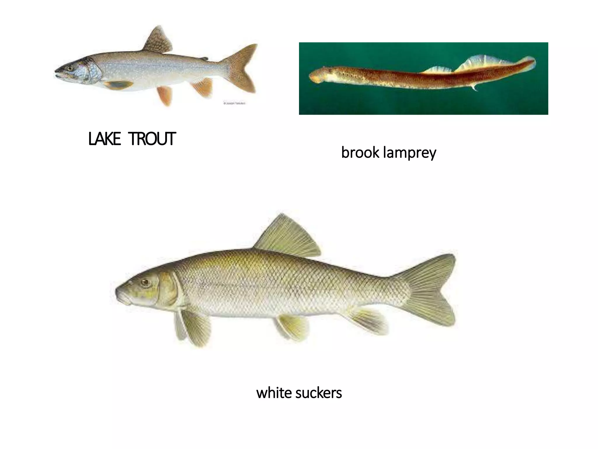 LAKE TROUT
brook lamprey
white suckers
 