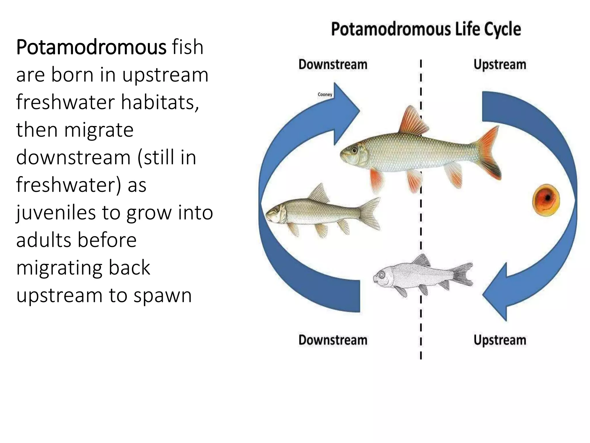 Potamodromous fish
are born in upstream
freshwater habitats,
then migrate
downstream (still in
freshwater) as
juveniles to grow into
adults before
migrating back
upstream to spawn
 