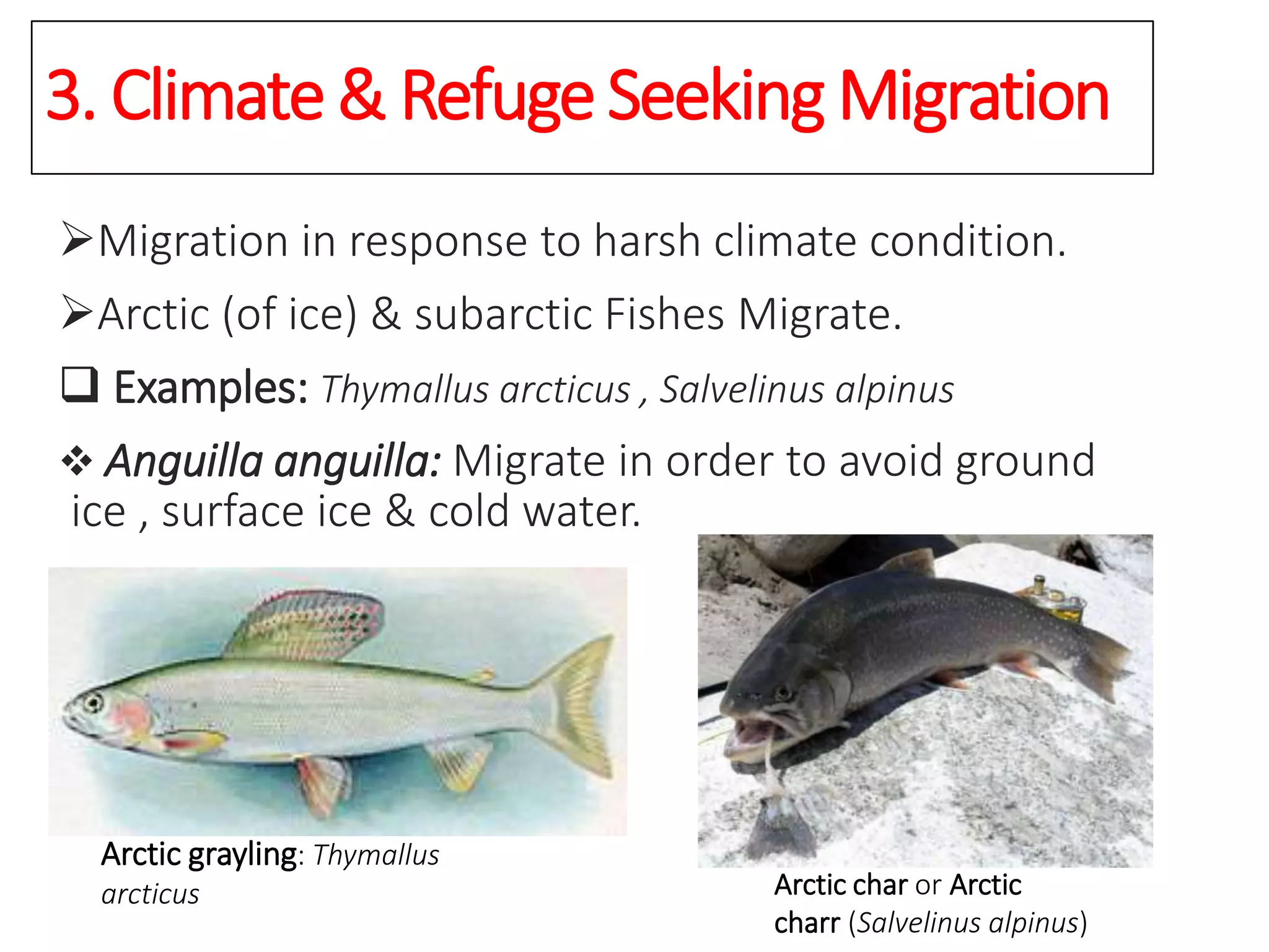 3. Climate& RefugeSeeking Migration
Migration in response to harsh climate condition.
Arctic (of ice) & subarctic Fishes Migrate.
 Examples: Thymallus arcticus , Salvelinus alpinus
 Anguilla anguilla: Migrate in order to avoid ground
ice , surface ice & cold water.
Arctic grayling: Thymallus
arcticus Arctic char or Arctic
charr (Salvelinus alpinus)
 