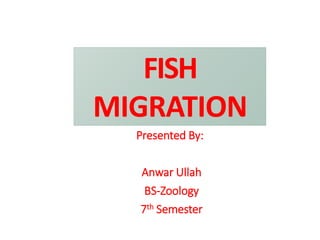 FISH
MIGRATION
Presented By:
Anwar Ullah
BS-Zoology
7th Semester
 