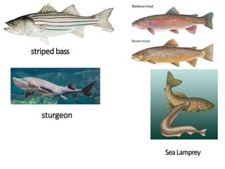 striped bass
SeaLamprey
sturgeon
 