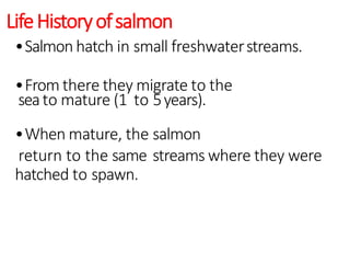 LifeHistoryofsalmon
•Salmon hatch in small freshwaterstreams.
•From there they migrate to the
seato mature (1 to 5years).
•When mature, the salmon
return to the same streams where they were
hatched to spawn.
 
