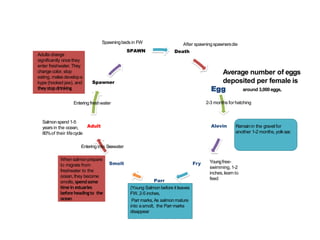 Alevin
FrySmolt
Adult
Spawner
Spawningbedsin FW
SPAWN
Adults change
significantly once they
enter freshwater. They
change color, stop
eating, malesdevelopa
kype (hooked jaw), and
theystopdrinking
Enteringfreshwater
After spawningspawnersdie
Death
Average number of eggs
deposited per female is
Egg around 3,000eggs,
2-3 months forhatching
Youngfree-
swimming, 1-2
inches,learn to
feedParr
(Young Salmon before it leaves
FW.2-5 inches,
Parr marks,As salmonmature
into asmolt, the Parr marks
disappear
Whensalmonprepare
to migrate from
freshwater to the
ocean, they become
smolts, spendsome
time in estuaries
beforeheadingto the
ocean
Salmonspend 1-5
yearsin the ocean,
80%of their lifecycle
Entering into Seawater
Remainin the gravel for
another 1-2 months, yolksac
 