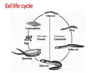 Eellife cycle
 