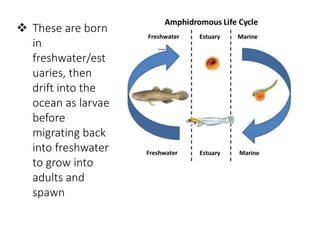  These are born
in
freshwater/est
uaries, then
drift into the
ocean as larvae
before
migrating back
into freshwater
to grow into
adults and
spawn
 