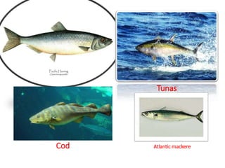 Tunas
Cod Atlantic mackere
 