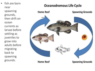 • fish are born
near
spawning
grounds,
then drift on
ocean
currents as
larvae before
settling as
juveniles to
grow into
adults before
migrating
back to
spawning
grounds.
 