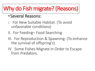 Why do Fish migrate? (Reasons)
•Several Reasons:
I. For New Suitable Habitat. (To avoid
unfavorable conditions)
II. For Feeding– Food Searching
III. For Reproduction & Spawning. (To enhance
the survival of offspring's)
IV. Some Fishes Migrate in Order to Escape
from Predators.
 
