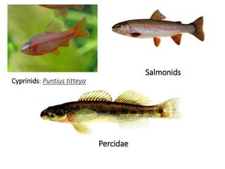 Cyprinids: Puntius titteya
Salmonids
Percidae
 