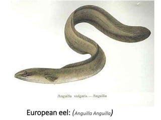 European eel: (Anguilla Anguilla)
 