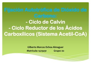 Fijación Autotrófica de Dióxido de
Carbono:
- Ciclo de Calvin
- Ciclo Reductor de los Ácidos
Carboxílicos (Sistema Acetil-CoA)
Gilberto Marcos Ochoa Almaguer
Matrícula: 1429491
Grupo: 02

 