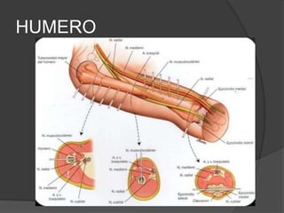 HUMERO
 
