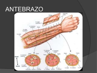 ANTEBRAZO
 