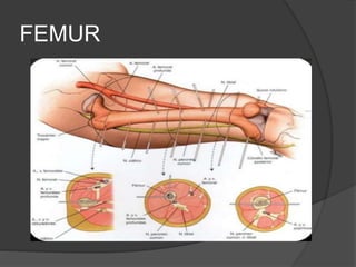 FEMUR
 
