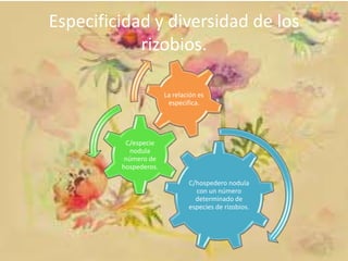Especificidad y diversidad de los
rizobios.
La relación es
especifica.

C/especie
nodula
número de
hospederos.
C/hospedero nodula
con un número
determinado de
especies de rizobios.

 