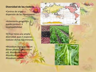 Diversidad de los rizobios.
•Centros de origen y
dispersión de las leguminosas.
•Aislamiento geográfico
puede conducir a
incompatibilidad
•El frijol tiene una amplia
diversidad, pues 5 especies
nodulan dichas leguminosas.
•Rhizobium leguminosarum
biovar phaseoli, Rhizobium
etli, Rhizobium tropici,
Rhizobium giardini y
Rhizobium gallium.

 
