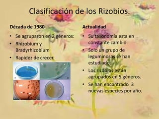 Clasificación de los Rizobios.
Década de 1980

Actualidad

• Se agruparon en 2 géneros:
• Rhizobium y
Bradyrhizobium
• Rapidez de crecer.

• Su taxonomía esta en
constante cambio.
• Solo un grupo de
leguminosas se han
estudiado.
• Los rizobios están
agrupados en 5 géneros.
• Se han encontrado 3
nuevas especies por año.

 