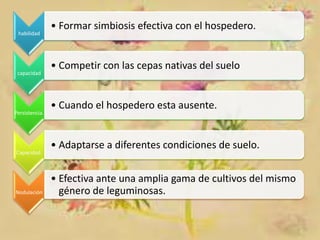 habilidad

capacidad

Persistencia.

Capacidad.

Nodulación

• Formar simbiosis efectiva con el hospedero.

• Competir con las cepas nativas del suelo

• Cuando el hospedero esta ausente.

• Adaptarse a diferentes condiciones de suelo.
• Efectiva ante una amplia gama de cultivos del mismo
género de leguminosas.

 