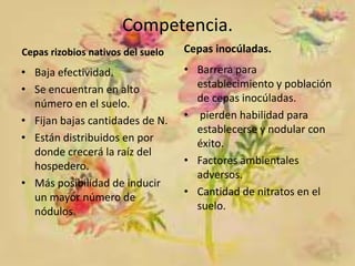 Competencia.
Cepas rizobios nativos del suelo

Cepas inocúladas.

• Baja efectividad.
• Se encuentran en alto
número en el suelo.
• Fijan bajas cantidades de N.
• Están distribuidos en por
donde crecerá la raíz del
hospedero.
• Más posibilidad de inducir
un mayor número de
nódulos.

• Barrera para
establecimiento y población
de cepas inocúladas.
• pierden habilidad para
establecerse y nodular con
éxito.
• Factores ambientales
adversos.
• Cantidad de nitratos en el
suelo.

 