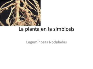 La planta en la simbiosis
Leguminosas Noduladas

 