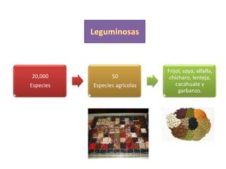 20,000

50

Especies

Especies agrícolas

Frijol, soya, alfalfa,
chícharo, lenteja,
cacahuate y
garbanzo.

 
