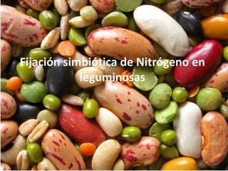 Fijación simbiótica de Nitrógeno en
leguminosas

 