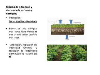Fijación de nitrógeno y
demanda de carbono y
nitrógeno
• Interacción:
Bacteria –Planta-Ambiente
• Plantas de ciclo biológico
más corto fijan menos N
que las que tienen un ciclo
más largo.
•

Defoliación, reducción de
intensidad luminosa y
reducción de fotoperiodo
disminuyen la fijación de
N.

 