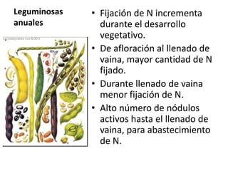 Leguminosas
anuales

• Fijación de N incrementa
durante el desarrollo
vegetativo.
• De afloración al llenado de
vaina, mayor cantidad de N
fijado.
• Durante llenado de vaina
menor fijación de N.
• Alto número de nódulos
activos hasta el llenado de
vaina, para abastecimiento
de N.

 