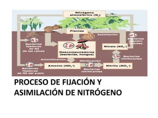 PROCESO DE FIJACIÓN Y
ASIMILACIÓN DE NITRÓGENO

 