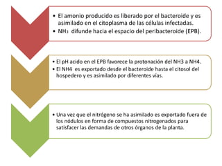• El amonio producido es liberado por el bacteroide y es
asimilado en el citoplasma de las células infectadas.
• NH3 difunde hacia el espacio del peribacteroide (EPB).

• El pH acido en el EPB favorece la protonación del NH3 a NH4.
• El NH4 es exportado desde el bacteroide hasta el citosol del
hospedero y es asimilado por diferentes vías.

• Una vez que el nitrógeno se ha asimilado es exportado fuera de
los nódulos en forma de compuestos nitrogenados para
satisfacer las demandas de otros órganos de la planta.

 