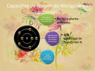 Capacidad de fijación de Nitrógeno en
leguminosas.
Depende en
gran medida de
la interacción

• Bacteria-plantaambiente.

Leguminosas
de rápido y
abundante
crecimiento.

Gran
actividad
fotosintética.

• Alta
capacidad de
fijación del N.

 