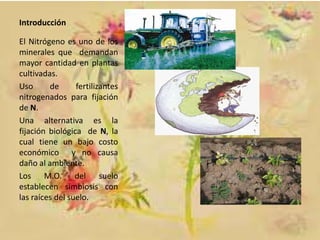 Introducción
El Nitrógeno es uno de los
minerales que demandan
mayor cantidad en plantas
cultivadas.
Uso
de
fertilizantes
nitrogenados para fijación
de N.
Una alternativa es la
fijación biológica de N, la
cual tiene un bajo costo
económico y no causa
daño al ambiente.
Los M.O. del suelo
establecen simbiosis con
las raíces del suelo.

 