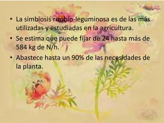 • La simbiosis rizobio-leguminosa es de las más
utilizadas y estudiadas en la agricultura.
• Se estima que puede fijar de 24 hasta más de
584 kg de N/h.
• Abastece hasta un 90% de las necesidades de
la planta.

 