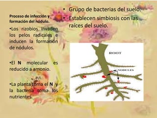 • Grupo de bacterias del suelo.
Proceso de infección y
• Establecen simbiosis con las
formación del nódulo.
raíces del suelo.
•Los rizobios invaden
los pelos radicales e
inducen la formación
de nódulos.
•El N molecular es
reducido a amonio.

•La planta toma el N y
la bacteria toma los
nutrientes.

 