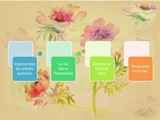 Intercambio
de señales
químicas

La raíz
libera
flavonoides

Síntesis de
factores
Nod.

Respuesta
en la raíz.

 