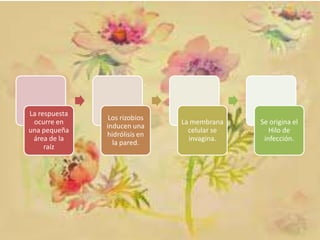 La respuesta
ocurre en
una pequeña
área de la
raíz

Los rizobios
inducen una
hidrólisis en
la pared.

La membrana
celular se
invagina.

Se origina el
Hilo de
infección.

 