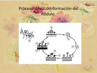 Proceso infección-formación del
nódulo.

 