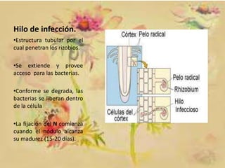 Hilo de infección.
•Estructura tubular por el
cual penetran los rizobios.
•Se extiende y provee
acceso para las bacterias.
•Conforme se degrada, las
bacterias se liberan dentro
de la célula

•La fijación del N comienza
cuando el nódulo alcanza
su madurez (15-20 días).

 