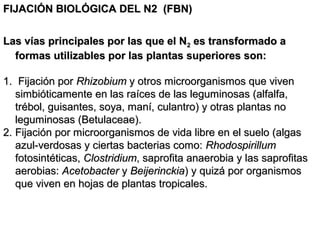 FIJACIÓN BIOLÓGICA DEL N2 (FBN)FIJACIÓN BIOLÓGICA DEL N2 (FBN)
Las vías principales por las que el NLas vías principales por las que el N22 es transformado aes transformado a
formas utilizables por las plantas superiores son:formas utilizables por las plantas superiores son:
1.1. Fijación porFijación por RhizobiumRhizobium y otros microorganismos que viveny otros microorganismos que viven
simbióticamente en las raíces de las leguminosas (alfalfa,simbióticamente en las raíces de las leguminosas (alfalfa,
trébol, guisantes, soya, maní, culantro) y otras plantas notrébol, guisantes, soya, maní, culantro) y otras plantas no
leguminosas (Betulaceae).leguminosas (Betulaceae).
2.2. Fijación por microorganismos de vida libre en el suelo (algasFijación por microorganismos de vida libre en el suelo (algas
azul-verdosas y ciertas bacterias como:azul-verdosas y ciertas bacterias como: RhodospirillumRhodospirillum
fotosintéticas,fotosintéticas, ClostridiumClostridium, saprofita anaerobia y las saprofitas, saprofita anaerobia y las saprofitas
aerobias:aerobias: AcetobacterAcetobacter yy BeijerinckiaBeijerinckia) y quizá por organismos) y quizá por organismos
que viven en hojas de plantas tropicales.que viven en hojas de plantas tropicales.
 