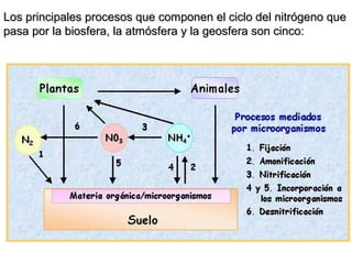 Los principales procesos que componen el ciclo del nitrógeno queLos principales procesos que componen el ciclo del nitrógeno que
pasa por la biosfera, la atmósfera y la geosfera son cinco:pasa por la biosfera, la atmósfera y la geosfera son cinco:
 