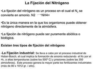 La Fijación del Nitrógeno
•La fijación del nitrógeno es un proceso en el cual el NLa fijación del nitrógeno es un proceso en el cual el N22 sese
convierte en amonio. N2convierte en amonio. N2 NH4+NH4+
•Es la única manera en la que los organismos puede obtenerEs la única manera en la que los organismos puede obtener
nitrógeno directamente de la atmósfera.nitrógeno directamente de la atmósfera.
•La fijación de nitrógeno puede ser puramente abiótica oLa fijación de nitrógeno puede ser puramente abiótica o
biológica.biológica.
Existen tres tipos de fijación del nitrógeno
-La Fijación industrial: Se lleva a cabo por el proceso industrial de
Haber-Bosch, el cual implica la formación de amonio reduciendo el N2 por el
H2, a altas temperaturas (sobre los 500º C) y presiones (sobre las 350
atmósferas). Este proceso genera la mayor parte los fertilizantes industriales
(más de 80 x 1012 gr. / año).
 