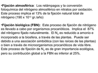 •Fijación atmosférica: Los relámpagos y la conversión
fotoquímica del nitrógeno atmosférico en nitratos por oxidación.
Este proceso implica el 13% de la fijación natural total de
nitrógeno (190 x 1012
gr./año)
•Fijación biológica (FBN): Este proceso de fijación de nitrógeno
es llevado a cabo por organismos procarióticos. Implica el 87%
del nitrógeno fijado naturalmente. El N2 es reducido a amonio e
incorporado a la biosfera, a través de las plantas. Puede ser
debido a una asociación simbiótica (con las raíces de las plantas)
o bien a través de microorganismos procarióticos de vida libre.
Este proceso de fijación de N2 es de gran importancia ecológica,
pero su contribución global a la FBN es inferior al 25%.
 