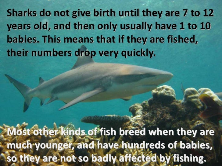 New zealand speciality