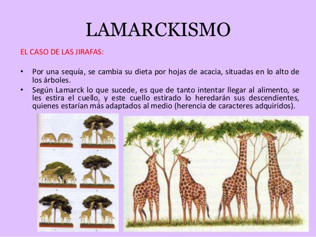 Los méritos del lamarckismo