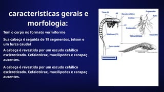 Remipedia SUBFILO CRUSTACEA: Remipedia, Branchiopoda e cephalocarida.pptx