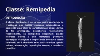 Remipedia SUBFILO CRUSTACEA: Remipedia, Branchiopoda e cephalocarida.pptx