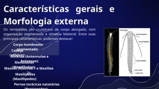 Remipedia SUBFILO CRUSTACEA: Remipedia, Branchiopoda e cephalocarida.pptx